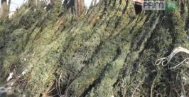 Владивостокцы предпочитают украшать квартиру на Новый год живыми елками Prim.TV