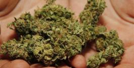 ф http://www.tokeofthetown.com/2010/06/07/colorado-medical-marijuana-pictures.jpeg