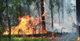 Режим чрезвычайной ситуации в лесах введен в Амурской области Пресс-служба ГУ МЧС России по Амурской области