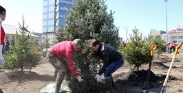 Большие ели посадили в районе Фуникулера Пресс-служба администрации Владивостока