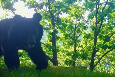 &quotА что это такое?&quot: гималайский медведь заметил фотоловушку в тайге пресс-служба &quotЗемли леопарда&quot
