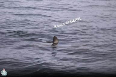 Во Владивостоке на Эгершельде снова заметили акулу скрин видео из телеграм-канала (16+) &quotЭгершельд и Фрунзенский район Владивостока&quot