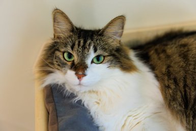 &quotМотают на ус&quot лучше любой собаки: 3 команды, которым нужно обучить каждую кошку Яна Гайдук , ИА PrimaMedia